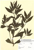 藏品(鱧腸)的圖片